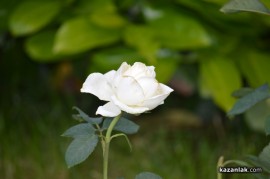 Засаждат близо 1000 рози в центъра на Казанлък