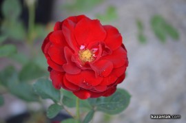 Засаждат близо 1000 рози в центъра на Казанлък