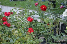 Засаждат близо 1000 рози в центъра на Казанлък / Новини от Казанлък