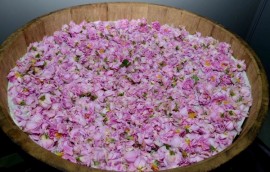 Изложбата „С ухание на казанлъшка роза” гостува в Стара Загора