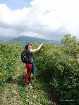 Белгийски младежи се включиха в брането на розов цвят и се влюбиха в България