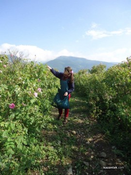 Белгийски младежи се включиха в брането на розов цвят и се влюбиха в България