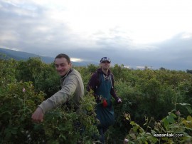 Белгийски младежи се включиха в брането на розов цвят и се влюбиха в България