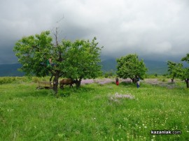 Белгийски младежи се включиха в брането на розов цвят и се влюбиха в България