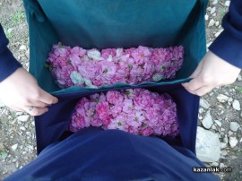 Белгийски младежи се включиха в брането на розов цвят и се влюбиха в България