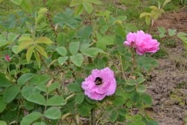 Традиционна среща на розопроизводители и розопреработватели ще се състои в Казанлък / Новини от Казанлък