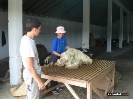 Наградиха собственика на стадото с най-добра вълна в региона