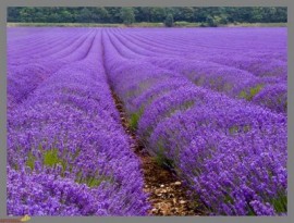 Задържаха трима души за кражба от лавандулова нива / Новини от Казанлък