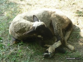 Божидар Бояджиев бе награден с шиле за победата си на народните борби в Овощник
