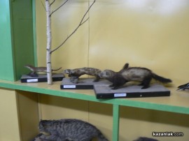 Природонаучен музей отвори врати в Казанлък