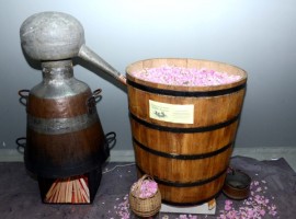 Шумен ще ухае на казанлъшки рози до края на януари