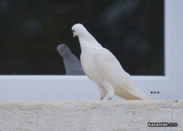 2014 в снимки - КАРТИЧКИ