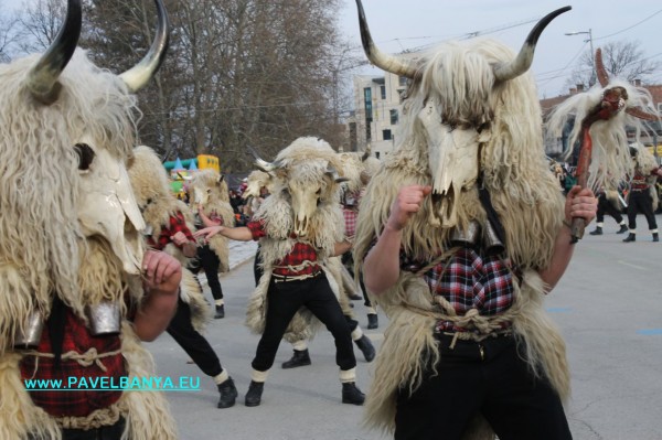 “Зебра“, питон и крокодил на карнавала в Павел баня