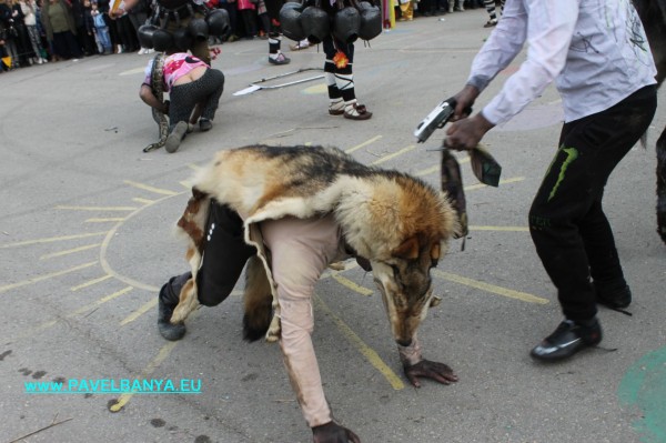 “Зебра“, питон и крокодил на карнавала в Павел баня