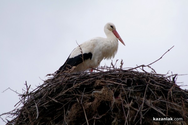 Пристигнаха първите щъркели в казанлъшкия регион /видео и снимки/