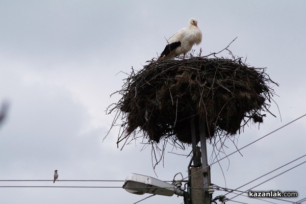 Пристигнаха първите щъркели в казанлъшкия регион /видео и снимки/