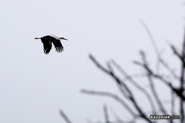 Пристигнаха първите щъркели в казанлъшкия регион /видео и снимки/