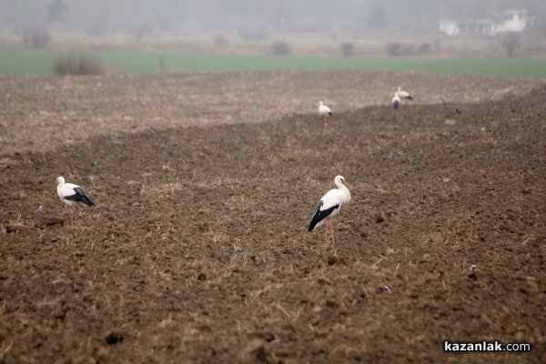 Пристигнаха първите щъркели в казанлъшкия регион /видео и снимки/