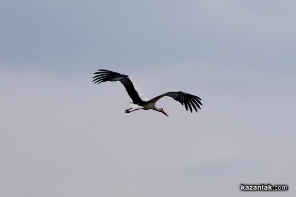 Пристигнаха първите щъркели в казанлъшкия регион /видео и снимки/