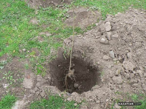 В седмицата на гората ВМРО засадиха 250 дървета в Горно Сахране