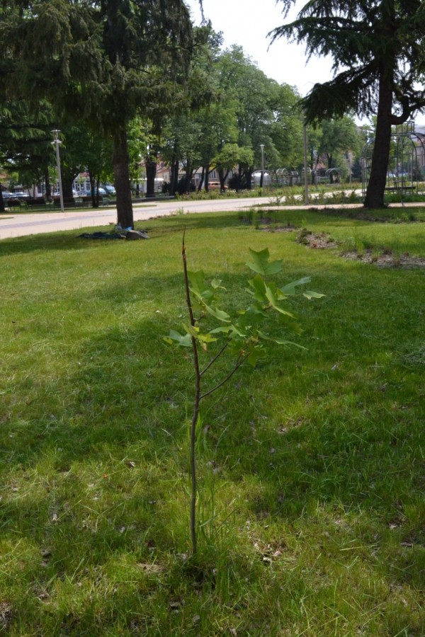 Изпочупиха осветителни тела и дървета в парк Розариум