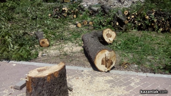 Отсякоха 50-годишни живи кестени заради Музея на розата