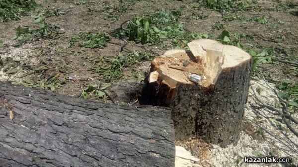 Отсякоха 50-годишни живи кестени заради Музея на розата