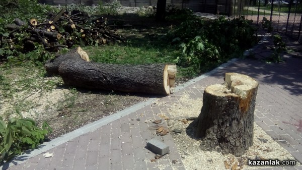 Отсякоха 50-годишни живи кестени заради Музея на розата