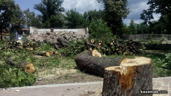 Отсякоха 50-годишни живи кестени заради Музея на розата