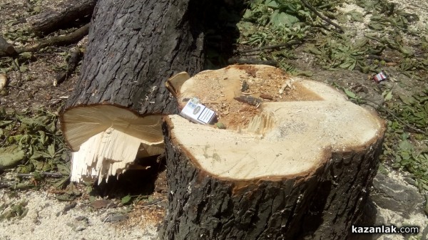 Отсякоха 50-годишни живи кестени заради Музея на розата