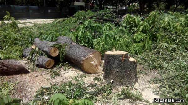 Отсякоха 50-годишни живи кестени заради Музея на розата