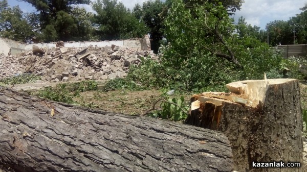 Отсякоха 50-годишни живи кестени заради Музея на розата