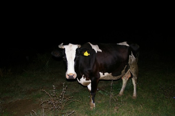 Тежка катастрофа на пътя за Енина заради крава 