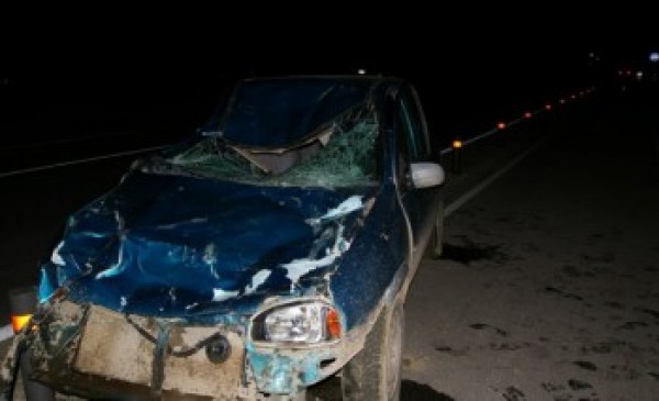 Тежка катастрофа на пътя за Енина заради крава 