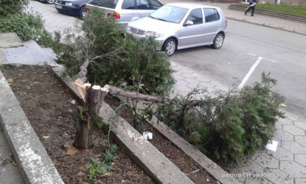Вандали отрязаха 3 кипариса на Пазара пред Джамията тази нощ