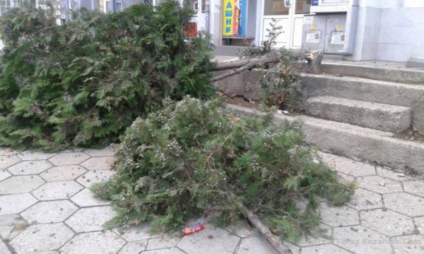 Вандали отрязаха 3 кипариса на Пазара пред Джамията тази нощ