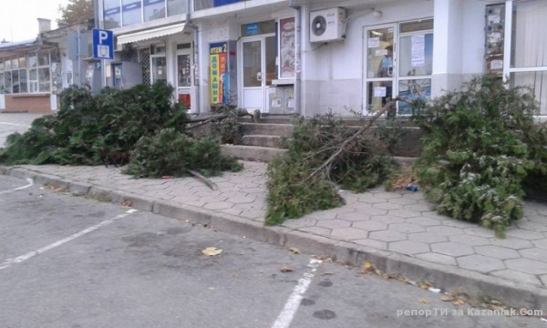 Вандали отрязаха 3 кипариса на Пазара пред Джамията тази нощ / Новини от Казанлък