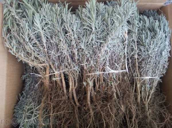 Арестуваха 24-годишен мъж за кражба на лавандула / Новини от Казанлък