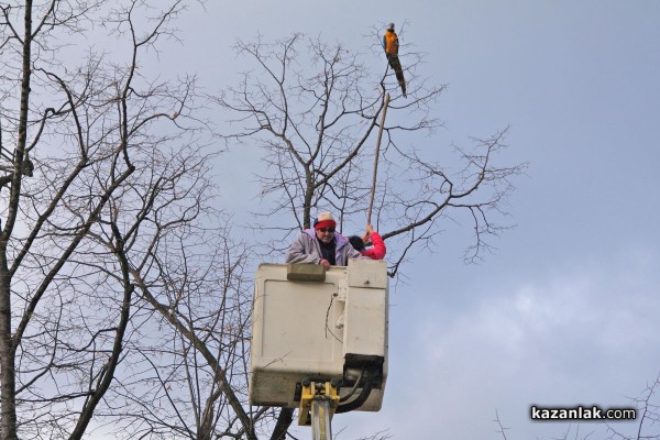Папагал беглец лети из Казанлък