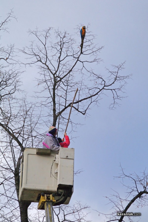 Папагал беглец лети из Казанлък