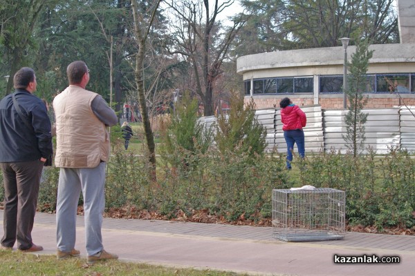 Папагал беглец лети из Казанлък