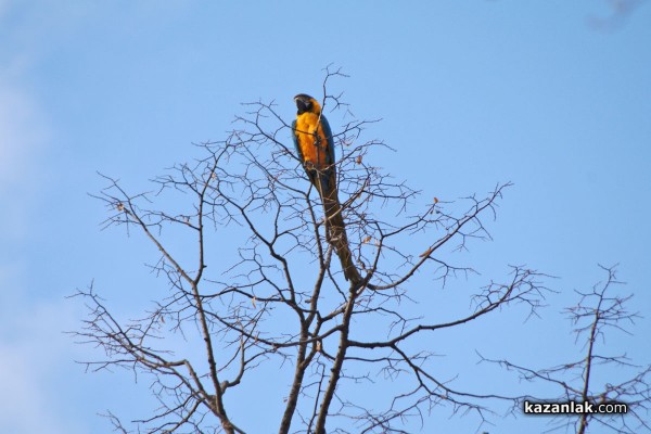 Папагал беглец лети из Казанлък