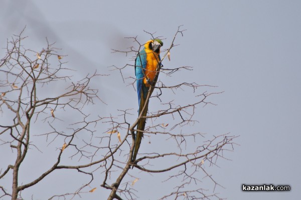Папагал беглец лети из Казанлък