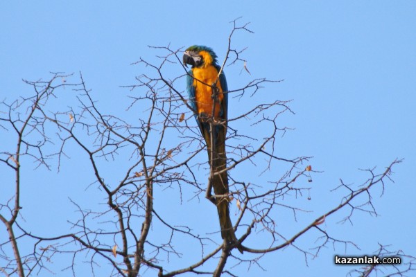 Папагал беглец лети из Казанлък