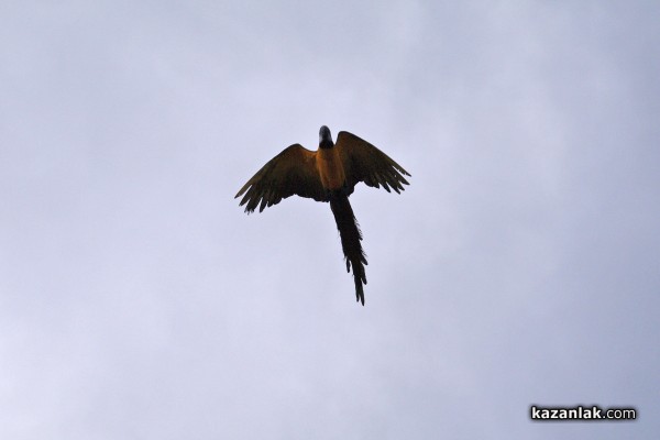 Папагал беглец лети из Казанлък