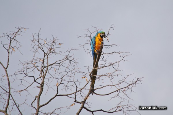 Папагал беглец лети из Казанлък