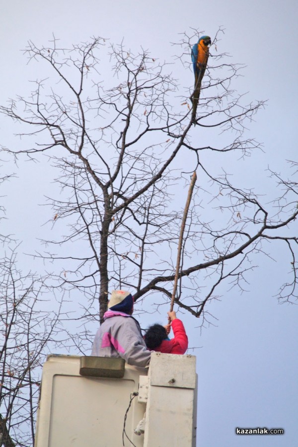 Папагал беглец лети из Казанлък