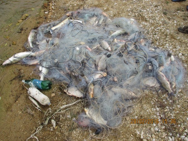 Извадиха 100 кг. бракониерска риба от язовира