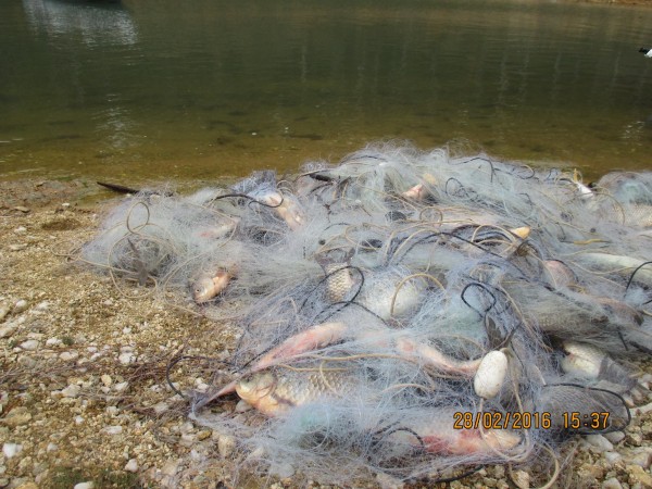 Извадиха 100 кг. бракониерска риба от язовира