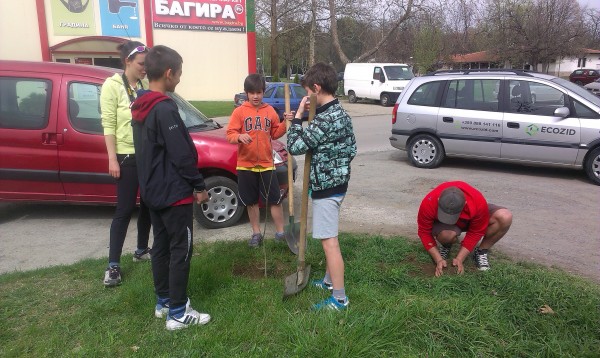 Млади дръвчета червен американски дъб засадиха деца и младежи в гр.Казанлък